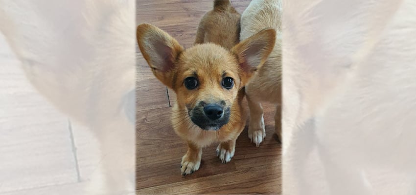 Autumn is a Small Male Welsh corgi mix Korean rescue dog