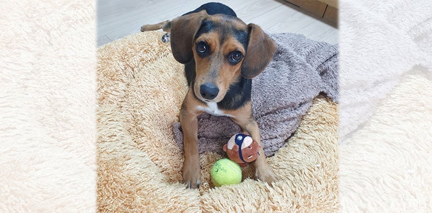 BB 2 is a Small Female Beagle Korean rescue dog