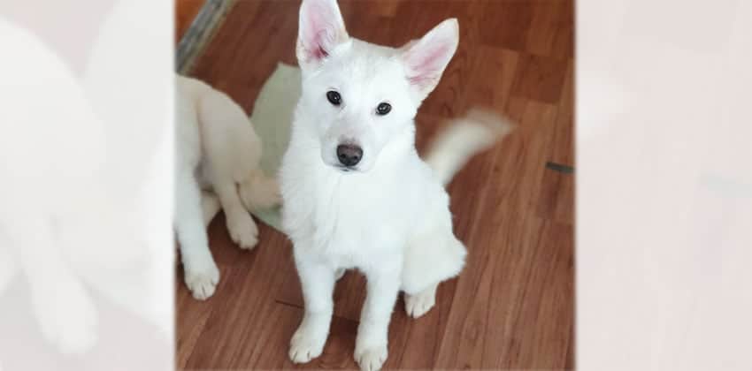 BB is a Medium Female Jindo mix Korean rescue dog