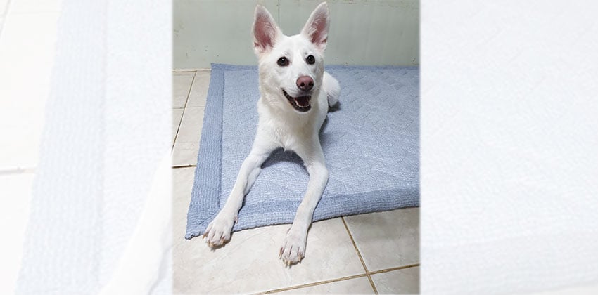 Bach is a Medium Male Jindo mix Korean rescue dog