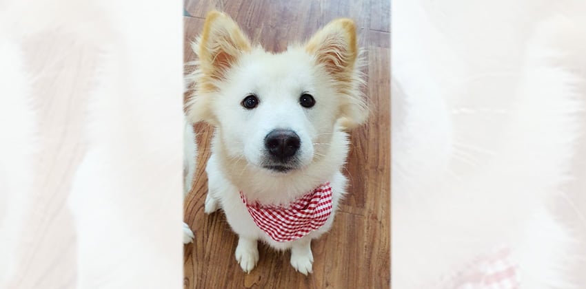 Bada is a Medium Female Samoyed mix Korean rescue dog