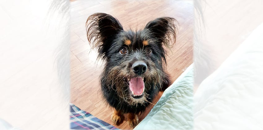 Baechoo is a Small Male Terrier mix Korean rescue dog