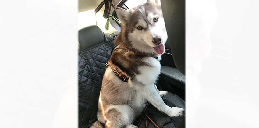 Jude is a Large Male Husky mix Korean rescue dog