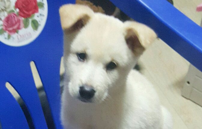 Baek-do is a Small Male Jindo Korean rescue dog