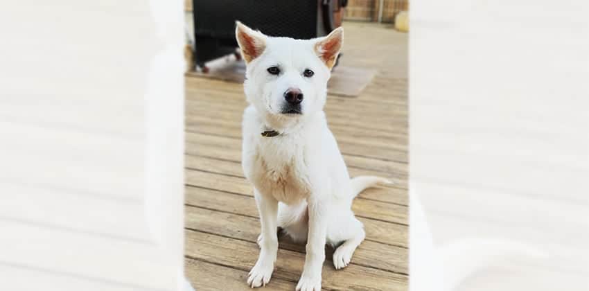 Baekdo is a Medium Male Jindo mix Korean rescue dog