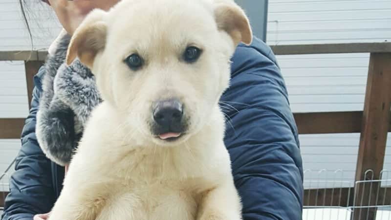 Baek-Ho is a Small Male Jindo Mix Korean rescue dog