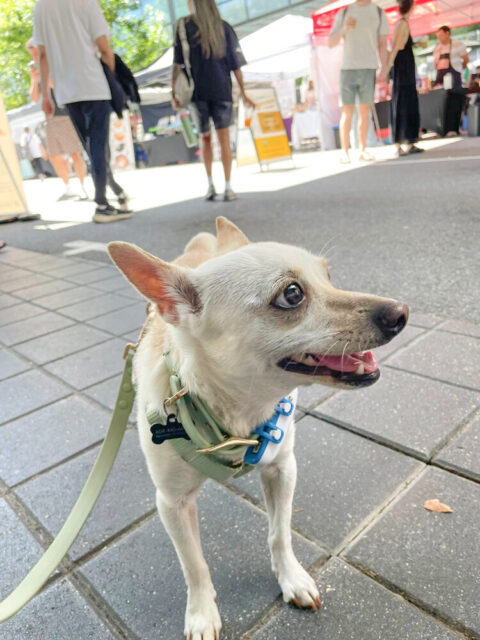Bailey, vancouver 2023