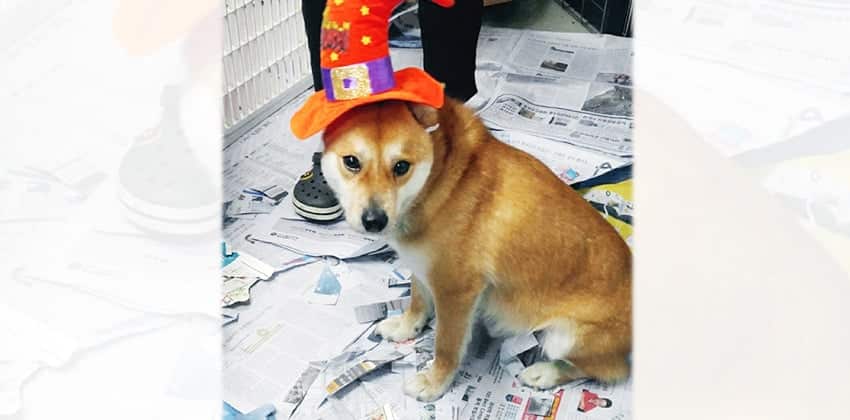 Baloh is a Medium Male Shiba Inu mix Korean rescue dog