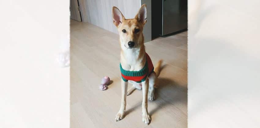 Bambi 2 is a Medium Female Jindo mix Korean rescue dog