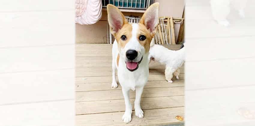 Katie is a Medium Female Basenji mix Korean rescue dog