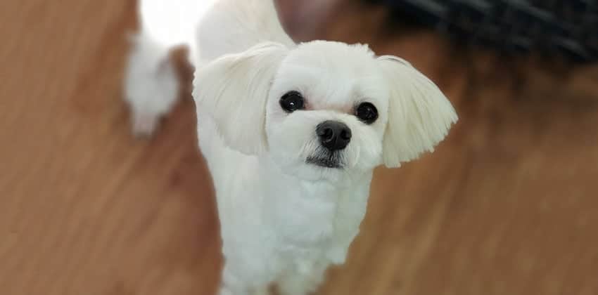 Bambi is a Small Male Maltese Korean rescue dog