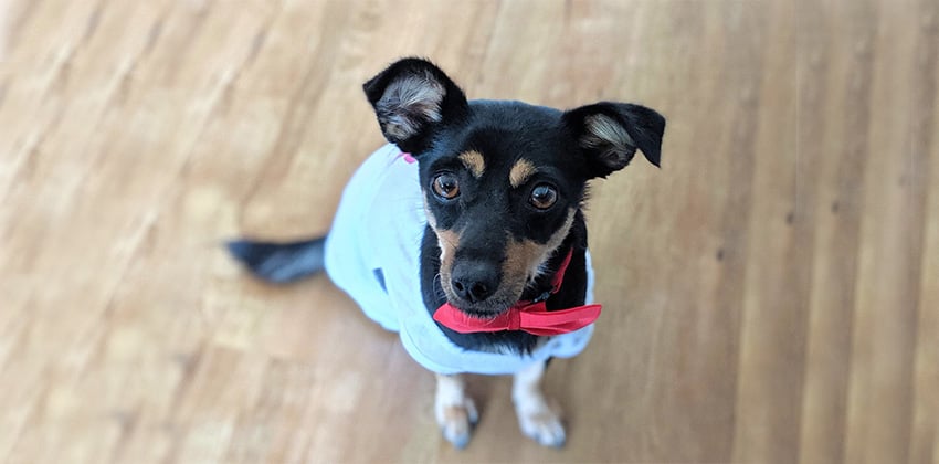 Bami is a Small Female Miniature pinscher mix Korean rescue dog