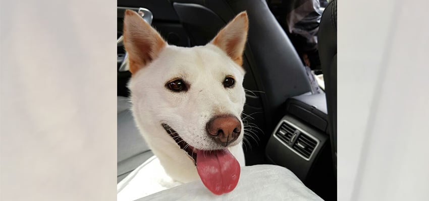 Banban is a Small Female Jindo Mix Korean rescue dog