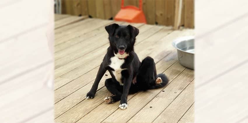 Bandal is a Medium Female Jindo mix Korean rescue dog