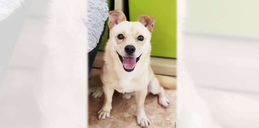 Bangshik is a Small Male Terrier mix Korean rescue dog