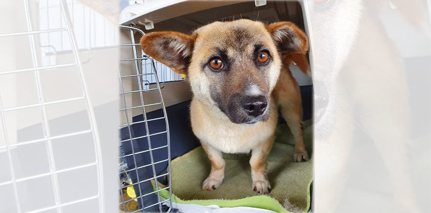 Bani is a Small Female Welsh Corgi mix Korean rescue dog