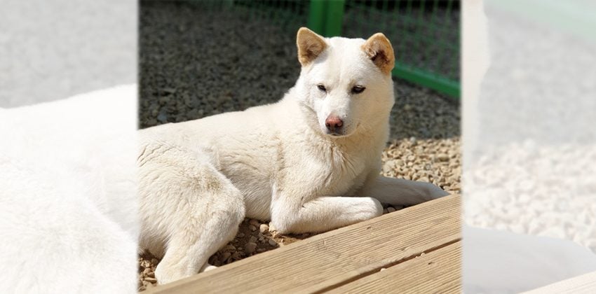 Banya is a Medium Female Shiba Inu mix Korean rescue dog