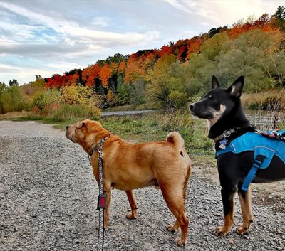 Barkley-and-Hudson-walking-together-400x353