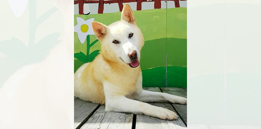 Barny is a Medium Female Jindo Korean rescue dog