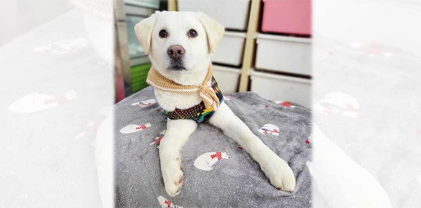 Bawoo 2 is a Medium Male Labrador mix Korean rescue dog