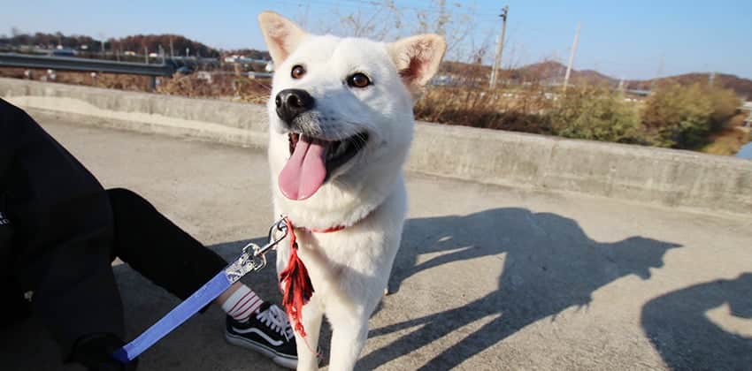 Bay is a Medium Female Jindo Mix Korean rescue dog