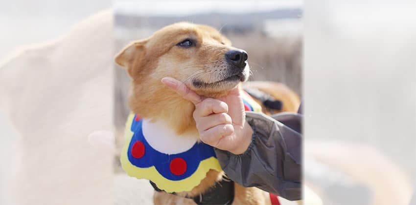 Beach is a Medium Female Jindo mix Korean rescue dog