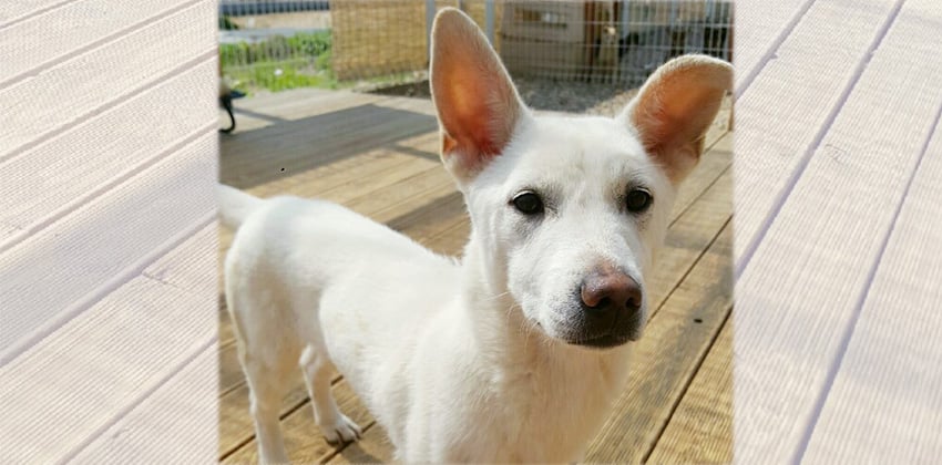 Bean 2 is a Small Male Mixed Korean rescue dog