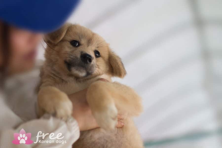 Bean is a Small Female Jindo Mix Korean rescue dog