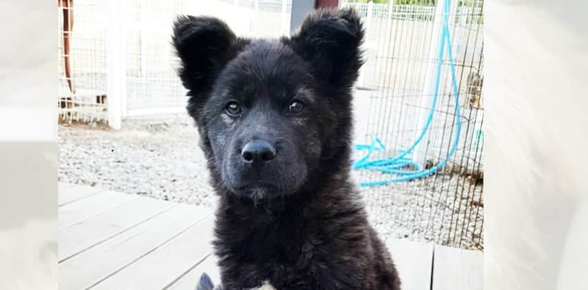 Bear is a Medium Male Mixed Korean rescue dog