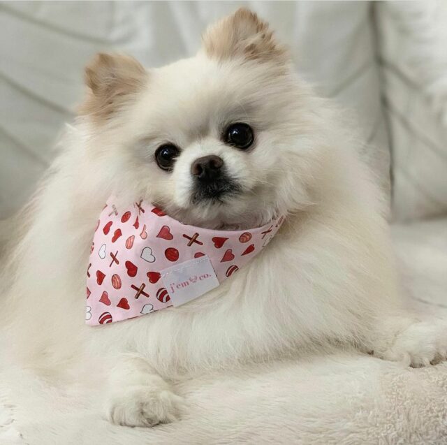 Bebe, Pomeranian