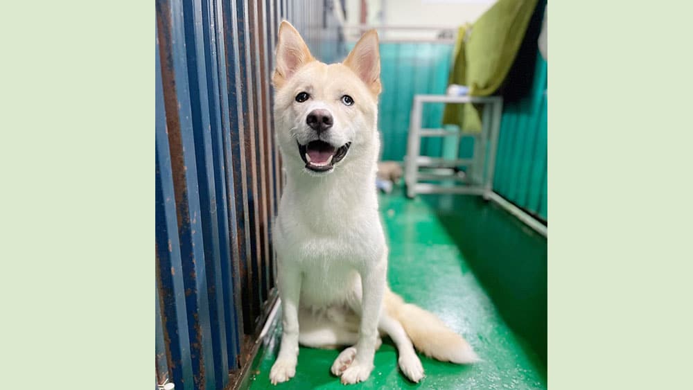 Becker is a Medium Male Jindo mix Korean rescue dog