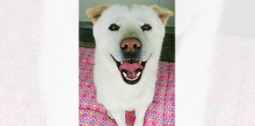 Beckham is a Medium Male Jindo Mix Korean rescue dog