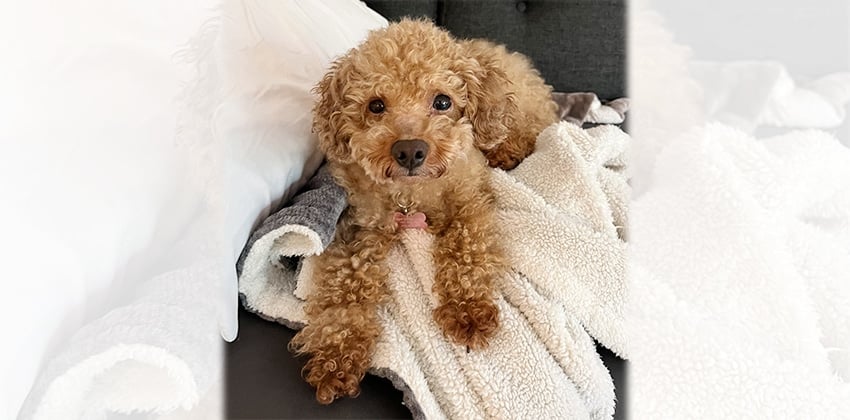 Becko is a Small Male Poodle Korean rescue dog