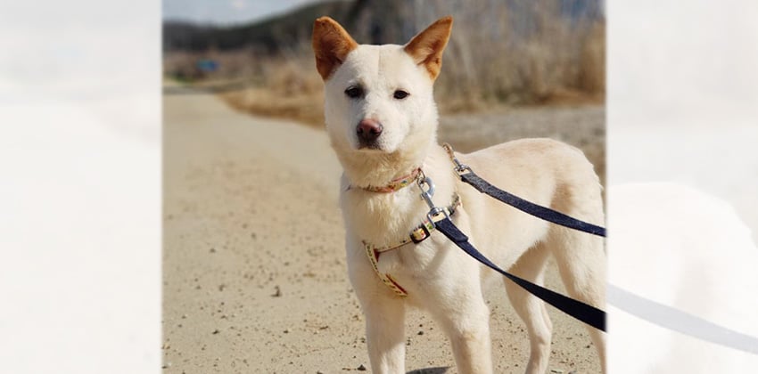 Beena is a Medium Female Jindo Korean rescue dog