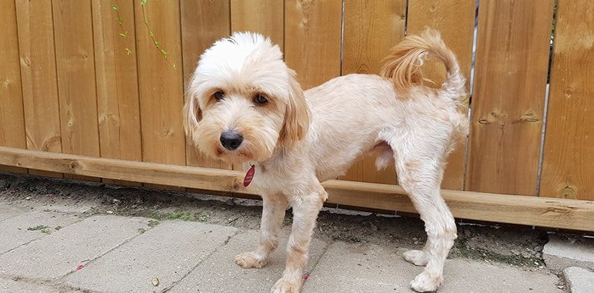 Beilly is a Small Male Mini goldendoodle Korean rescue dog