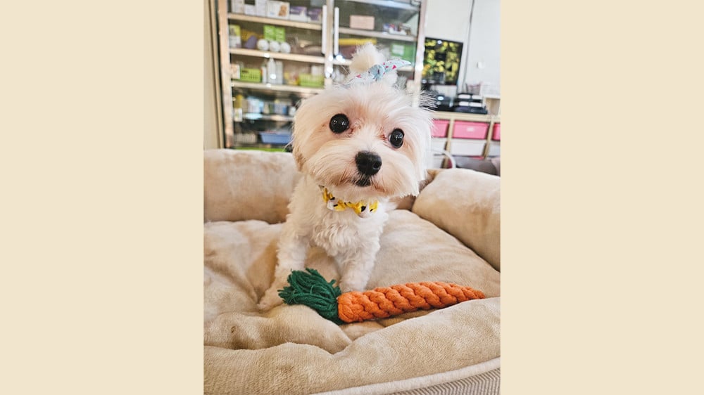 Bella