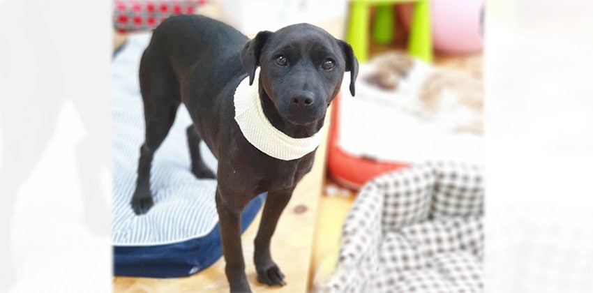 Bella 3 is a Medium Female Labrador mix Korean rescue dog