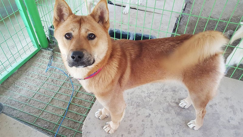 Bella is a Large Female Jindo Mix Korean rescue dog