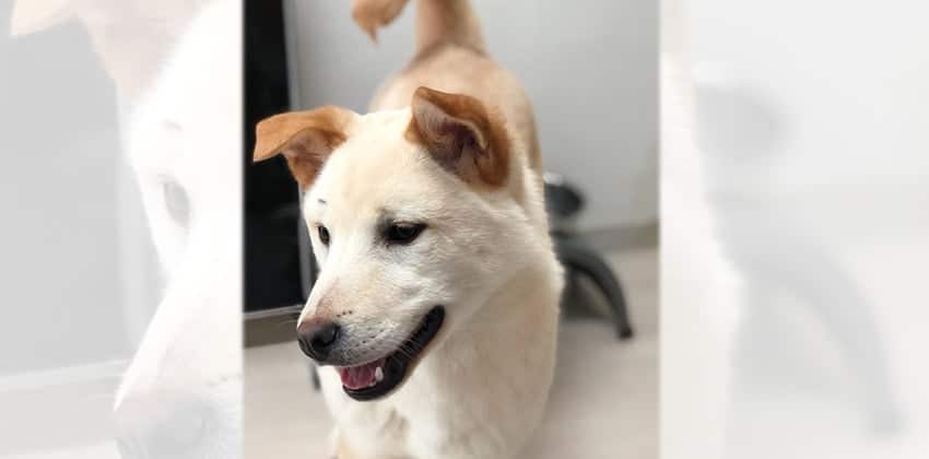 Ben is a Medium Male Jindo Mix Korean rescue dog