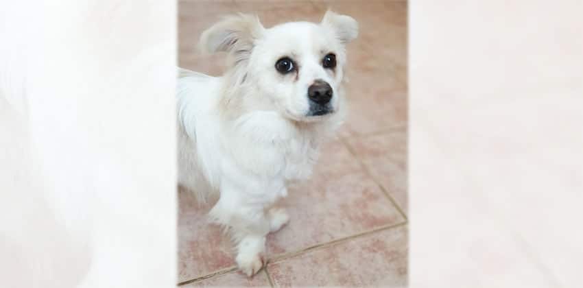 Benji is a Small Male Spitz mix Korean rescue dog