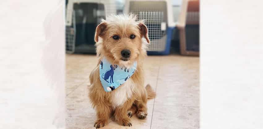 Benji 2 is a Small Male Terrier mix Korean rescue dog