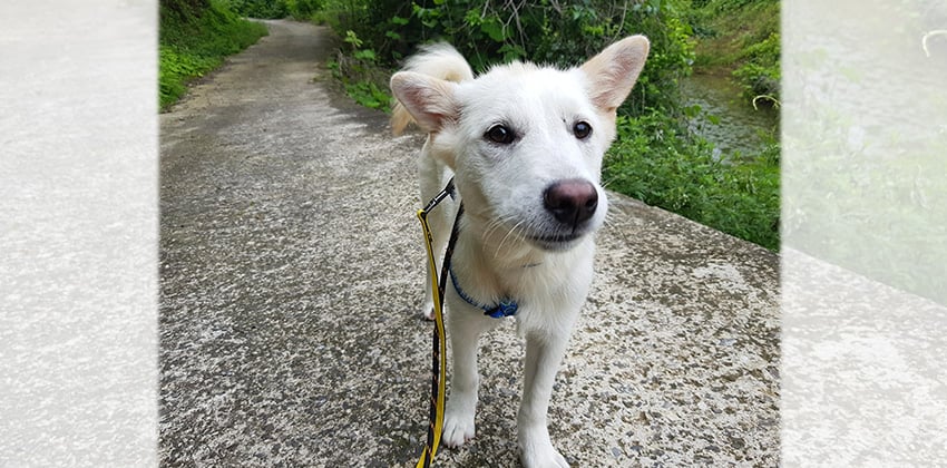 Benji (Cat-friendly) is a Small Male Jindo mix Korean rescue dog