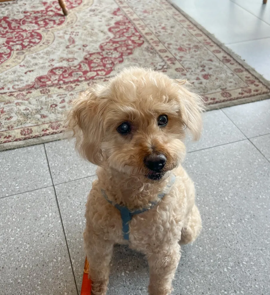 Benny