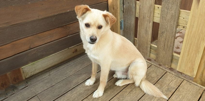 Benson is a Small Male Jindo mix Korean rescue dog