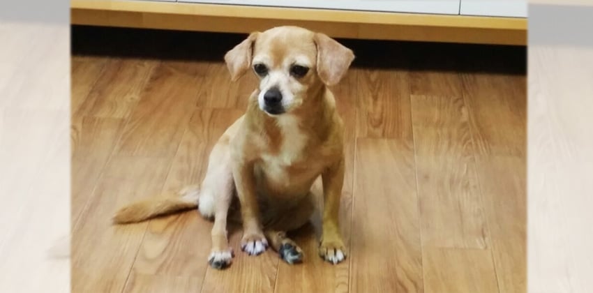 Beodle is a Medium Female Mixed Korean rescue dog