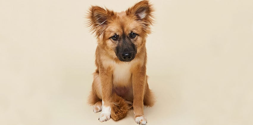 Bhamsong is a Small Female Spitz mix Korean rescue dog