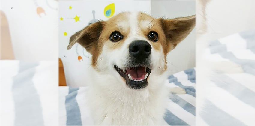 Bingo is a Small Male Welsh Corgi mix Korean rescue dog