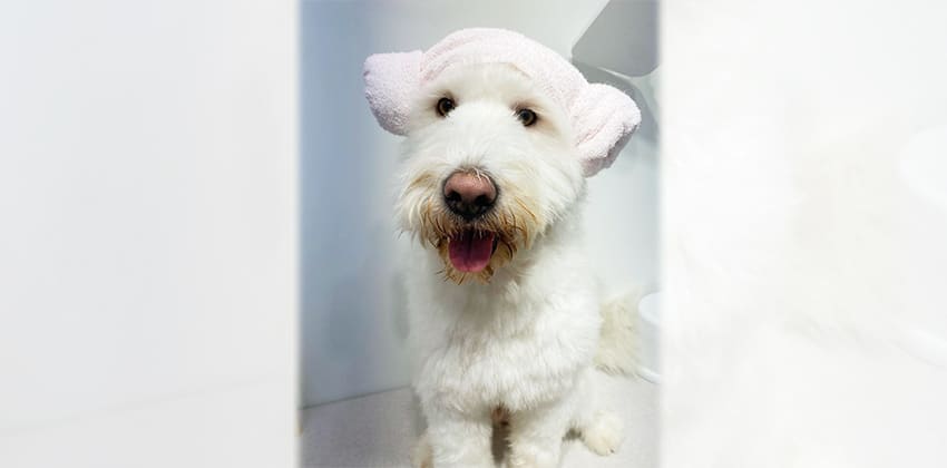 Birdy is a Medium Male Old English sheepdog mix Korean rescue dog