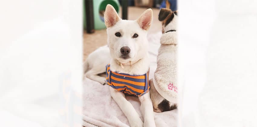 Bitna is a Medium Female Jindo mix Korean rescue dog