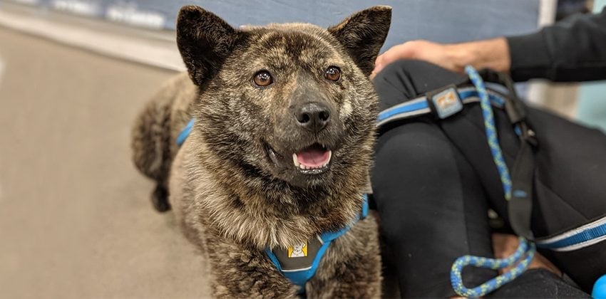 Blue is a Medium Female Jindo mix Korean rescue dog